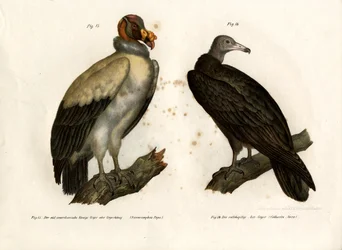 Koningsgier, 1864